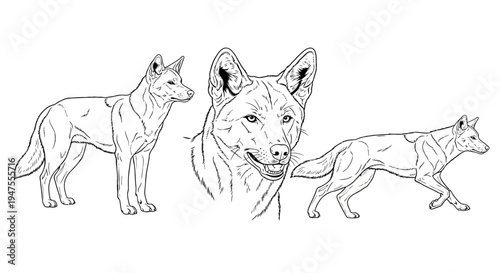 Dingoes Outlined in Various Poses
