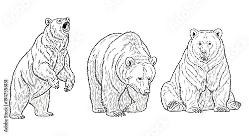 Line Art Depiction of Three Grizzly Bears in Different Poses