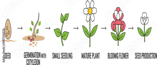 Plant Growth Stages Illustration with Seed Germination, Seedling Development, Blooming Flower, and Seed Production Cycle for Botanical Education and Nature Science Design