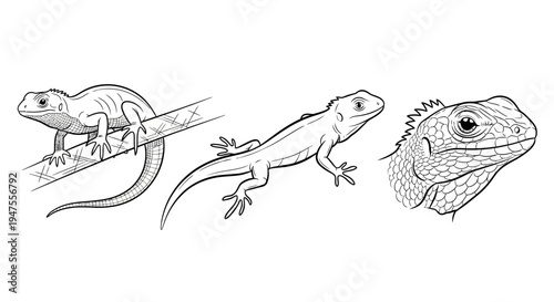 Detailed Line Drawings of Various Lizards