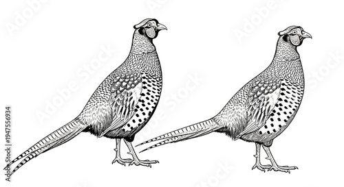 Two Detailed Engraved Pheasants in Profile