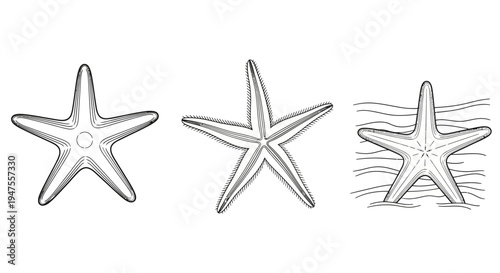 Starfish Set in Different Views and Environments