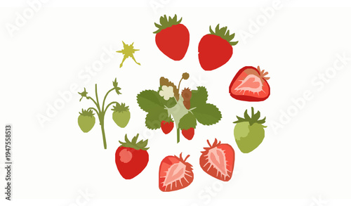 Strawberry plant elements collection blossom bush ripe and sliced berry vector summer harvest isolated on white