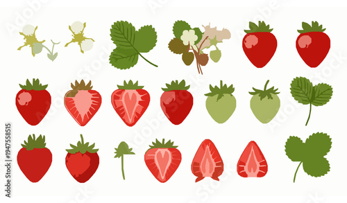 Strawberry blossom bush and fruit vector set with ripe sliced and unripe strawberries summer harvest isolated on white