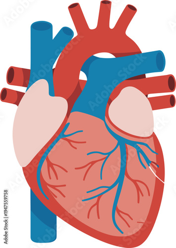 Human heart anatomy diagram, cardiovascular system illustration, oxygenated deoxygenated blood pathways, atria ventricles aorta pulmonary arteries veins coronary vessels medical educational image