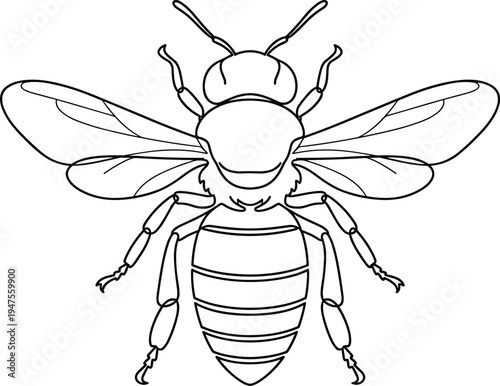 Honeybee insect outline vector illustration, detailed bee line art with wings, pollinator bug design, entomology nature wildlife drawing
