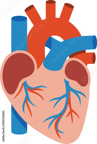 Human heart anatomy diagram, cardiovascular system illustration, blood circulation process, atria ventricles aorta pulmonary arteries veins coronary vessels medical educational image