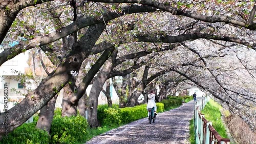 Slow motion of woman cyclist on pedestrian path under cherry trees with falling petals, on a sunny spring day, Kanare River, Nagoya, Japan