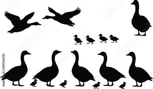 Duck and duckling silhouettes set with flying ducks, standing waterfowl and baby ducks isolated vector illustration for wildlife, farm animal and nature design