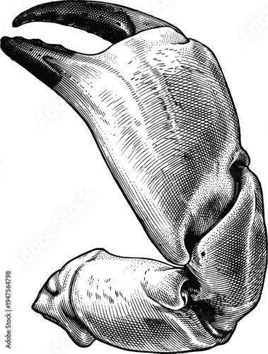 Crab claw in vintage style illustration