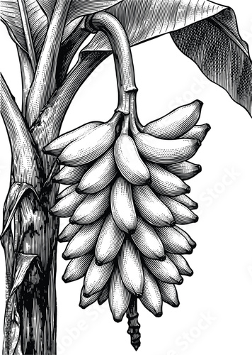 Bunch of bananas hanging from stalk on tree