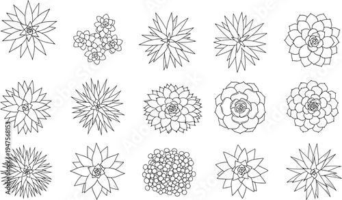 Succulent plant illustration set, botanical artwork collection, decorative vector design, bold graphic icon, black white floral symbol