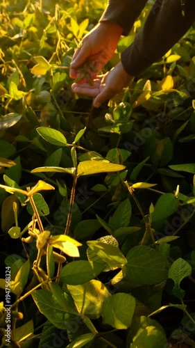 Soybeans growing in a field. Selective focus.