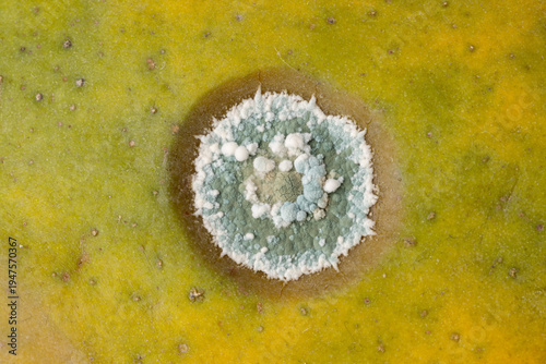 Close-up of circular mold on the surface of papaya