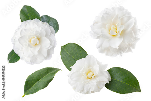Several blooming white camellias on white background.