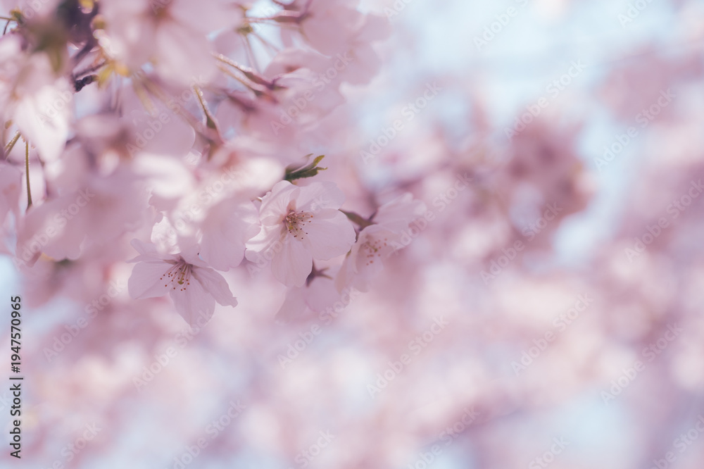 Obraz premium 桜
