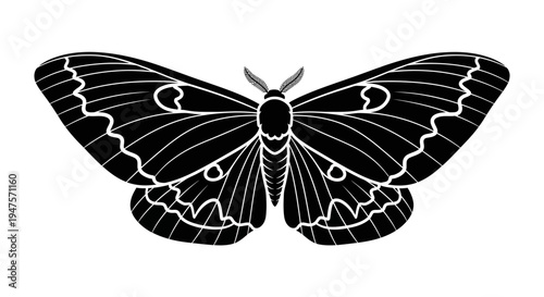 Black and white moth insect.