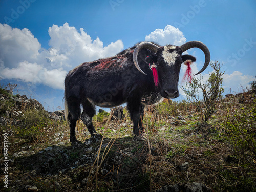 Himalayan Yak At Annapurna Of The Nepali Himalayan Region