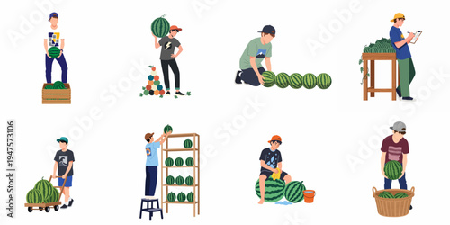 Set of illustrations showing men harvesting, sorting, cleaning and selling watermelons, depicting various stages of agricultural production and market supply.