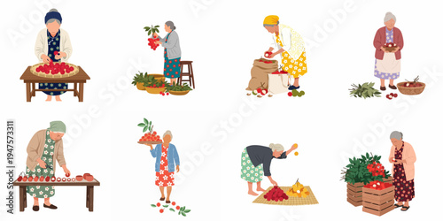 Set of flat vector illustrations depicting elderly women harvesting, sorting, and packing tropical rambutan and lychee fruit.