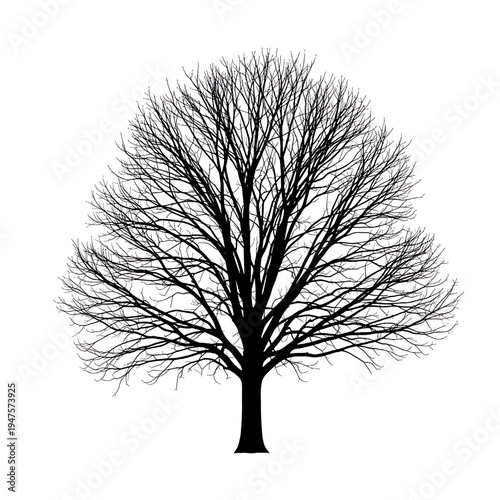 Bare Tree Silhouette with Branches.
