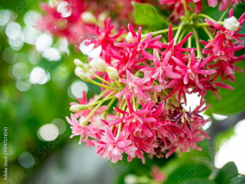 Rangoon Creeper flowers blooming in clusters, pink and red Combretum indicum in tropical garden