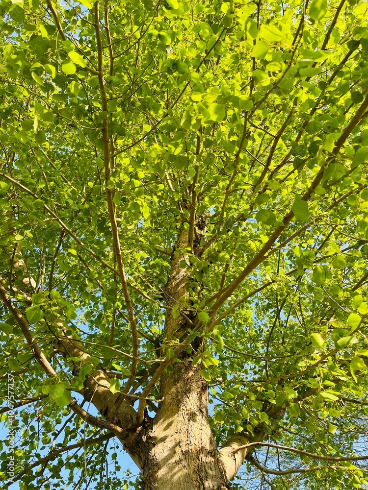 Obraz premium Vibrant Green Tree Canopy Against Sky
