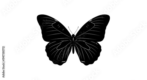Black Butterfly Wings Spread Wide Open.