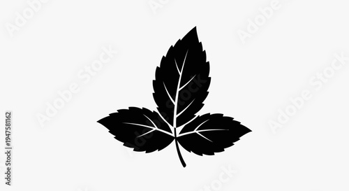 Black leaf with white veins isolated.