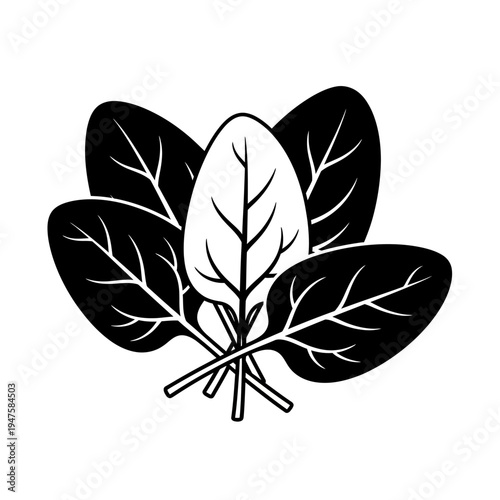 Black and white illustration of spinach leaves with visible veins