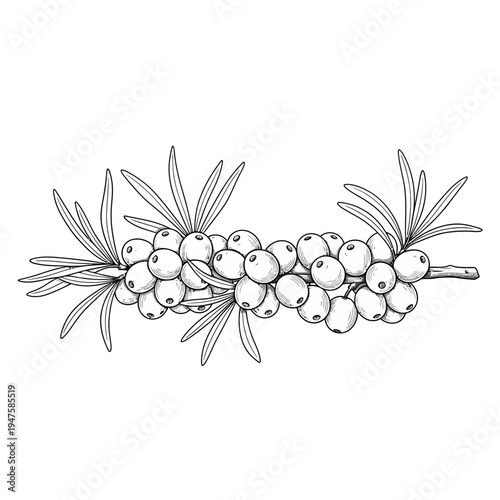 Detailed botanical illustration of a juniper branch with berries