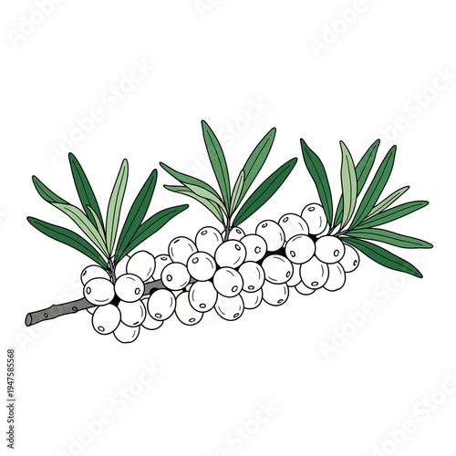 A botanical illustration of a juniper branch with white berries