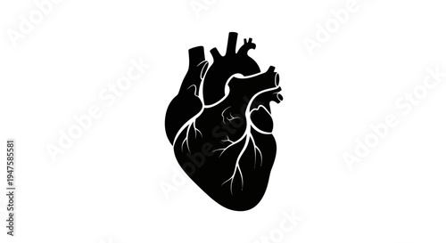 Human heart with blood vessels.