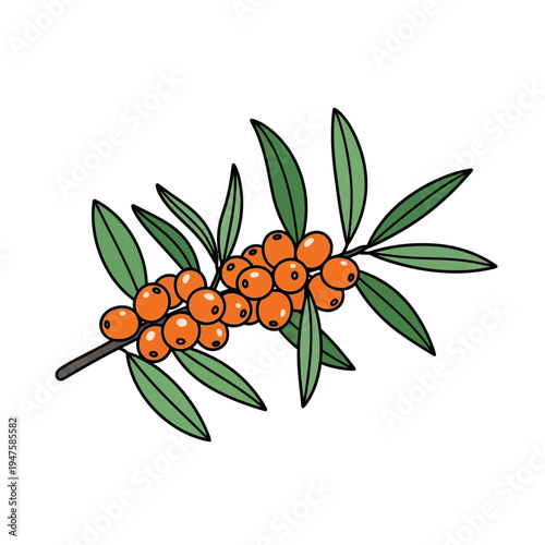 Illustration of a sea buckthorn branch with vibrant orange berries and leaves
