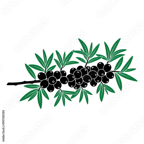 A botanical illustration of a black nightshade branch with berries