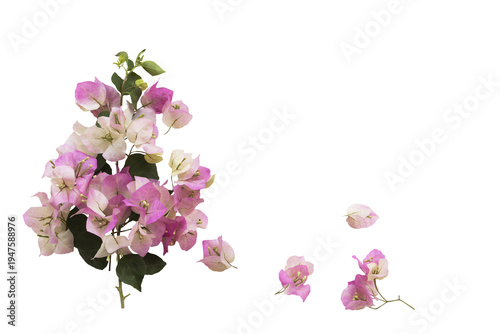 pink flowers bougainvillea local flora of asia arrangement flat lay postcard style 