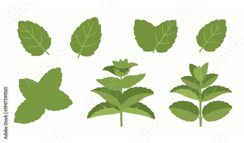 Flat design mint leaves and sprigs collection green herb vector illustration isolated on white