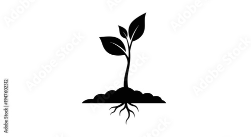 Small plant with roots growing.