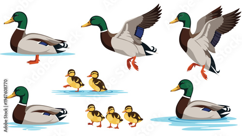 Set of mallard ducks and their ducklings in various poses like swimming, flying, and walking isolated on a white background.
