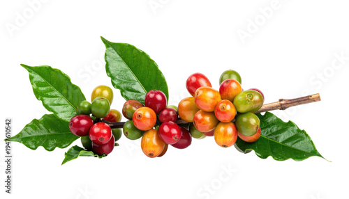 Vibrant branch laden with multi-hued coffee cherries, lush green leaves, isolated against a stark black backdrop