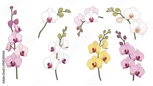 Beautiful botanical illustration showing several orchid flower stems with vibrant pink white and yellow blossoms.