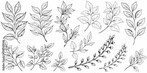 Botanical illustration of various leaves and delicate plant branches