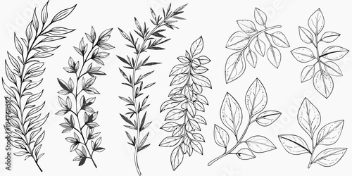 Botanical illustration of various leafy branches and delicate foliage