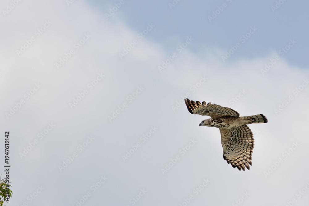 Fototapeta premium Changeable Hawk-Eagle flying and soaring in the sky 
