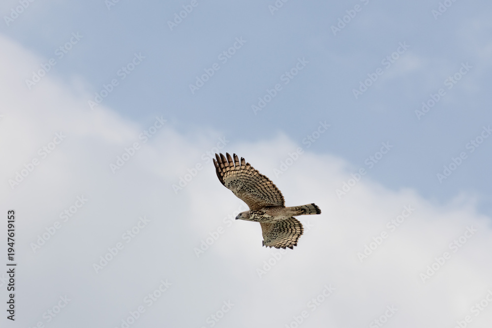 Fototapeta premium Changeable Hawk-Eagle flying and soaring in the sky 