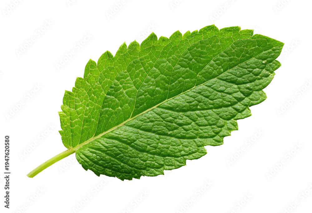 Fototapeta premium Close-up of a vibrant green mint leaf