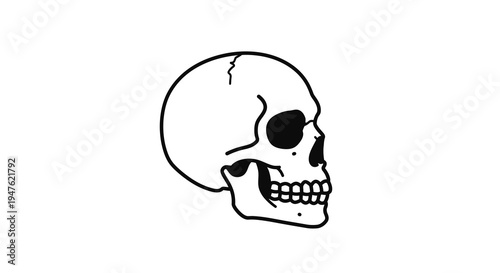 Human Skull Drawing on White Background