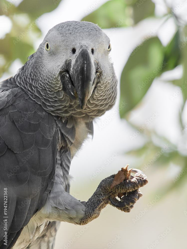 Obraz premium African grey parrot holding food in claw close up portrait