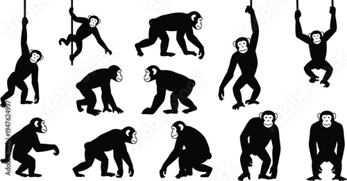 Black and White Illustrations of Chimpanzees in Different Poses on a White Background Keywords: chimpanzee, ape, primate, monkey, illustration, black and white, animal, wildlife, zoo
