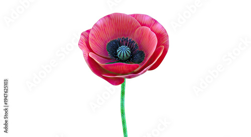 Vibrant Red Poppy Flower on White Background